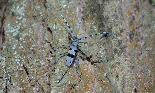 Bild auf Leinwand longhorn beetle