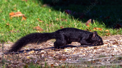 Fotografie A black squirrel foraging on the grassland