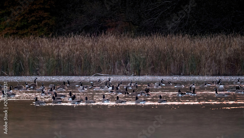 A flock of Canada Goose preying in water at dawn