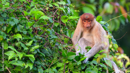 Proboscis Monkey Perching in Tropical Rainforest Canopy Along Kinabatangan River, Borneo, Malaysia