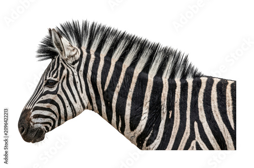 Canvas Print Majestic zebra theme African zebra design Striped zebra theme Wild zebra design