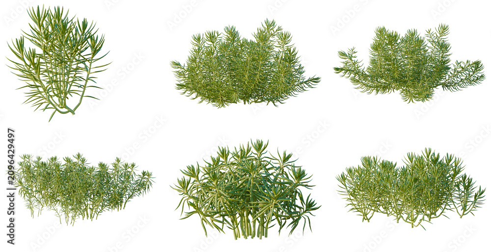 Fototapeta premium Set of Sedum lineare tree, elevation, front view, cutout, transparent background, isolate, Assorted Evergreen Shrubbery - Diverse Green Foliage for Landscape Design and Botanical Illustration
