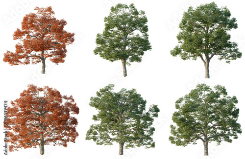 Set of Quercus alba tree, elevation, front view, cutout, transparent background, isolate, Six Trees with Varying Foliage Colors on a Black Background - Digital Art