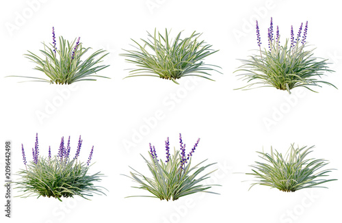 Schilderij op canvas Set of Liriope muscari tree elevation, front view, cutout, transparent backgroun