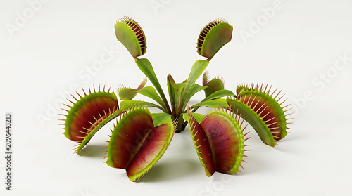 Venus flytrap plant with open red and green traps