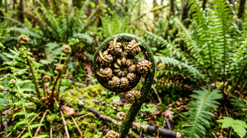 Close-up of a fiddlehead fern frond unfurling
