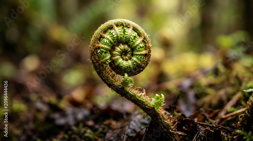 Intricate close-up of a fern frond with curled tip