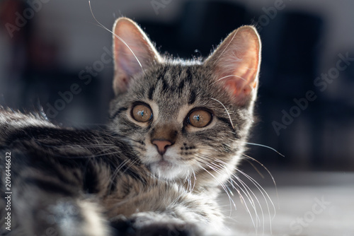 Canvas Print A gray house cat in the room
