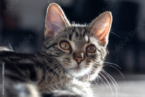 Photography A gray house cat in the room