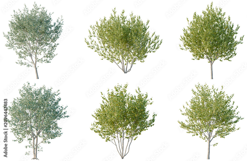 Obraz premium Set of Betula utilis jacquemontii tree, elevation, front view, cutout, transparent background, isolate, Six lush green trees with detailed foliage and trunk - perfect for landscaping design