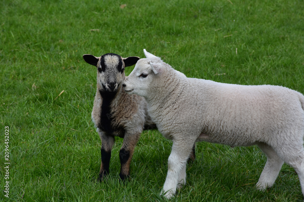Fototapeta premium Young Farm Lambs with Wooly Fleece in Pasture