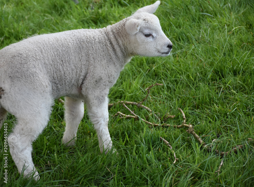 Obraz premium Wooly White Lamb in Lush Green Countryside Field