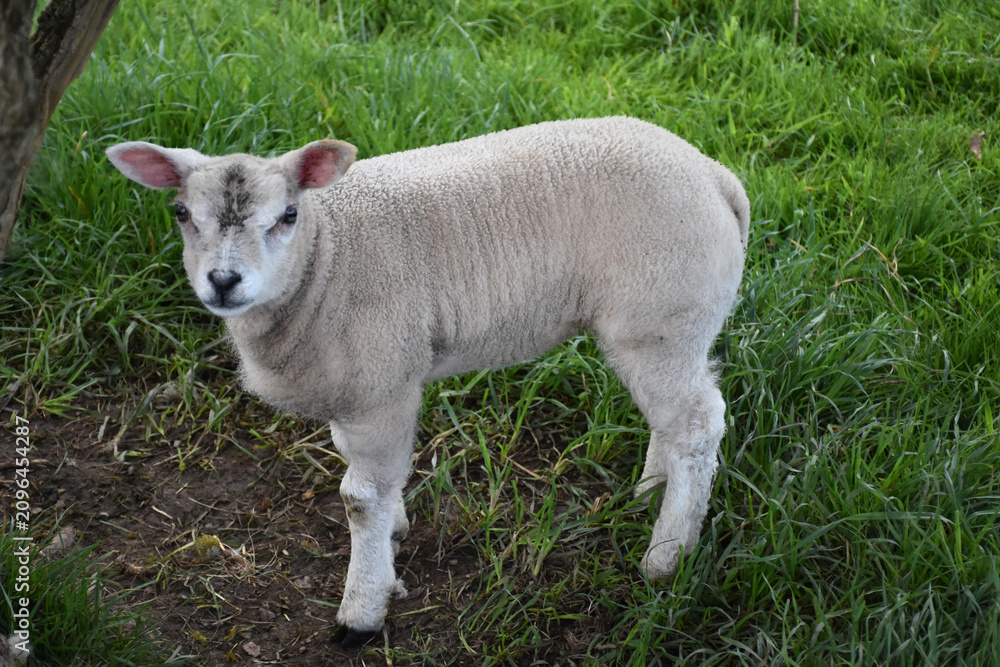 Obraz premium Fuzzy Lamb with Wooly Fleece in Green Pasture