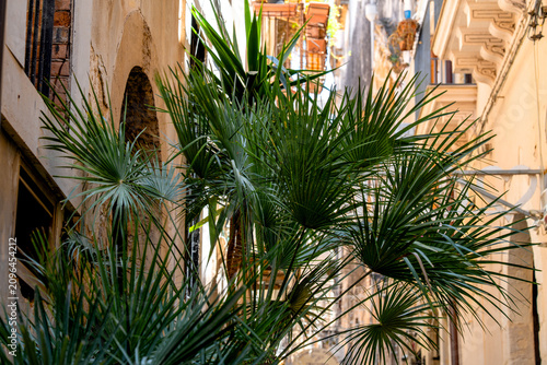 A close-up of the large, fan-shaped leaves of a palm tree, which conceal the alleys of the island of Ortigia in Syracuse, Sicily, in the background