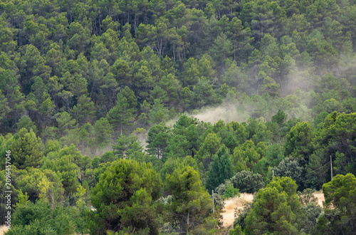 Принти на полотні Flames engulfing pine trees during a catastrophic summer forest fire in Spain
