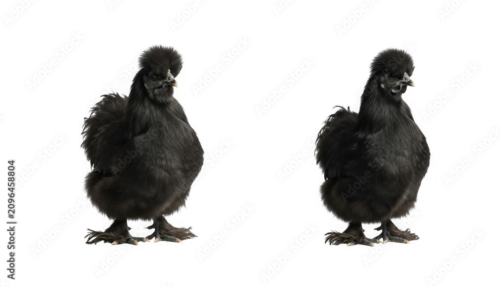 Fototapeta premium Two fluffy black silkie chickens standing side by side isolated on transparent background