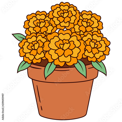 Potted Orange Marigold Cempasuchil Flowers