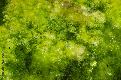 Bild auf Leinwand Filamentous green algae of the genus Spirogyra (Spirogyra spp