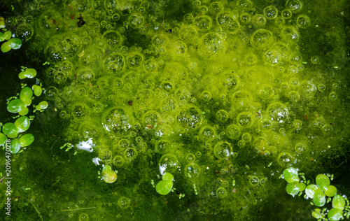 Cuadro en lienzo Filamentous green algae of the genus Spirogyra (Spirogyra spp