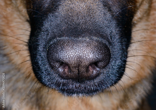 Quadro su tela Close up of the nose of a black domestic dog (Canis lupus familiaris), showing its unique pebble-like textured surface
