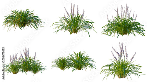 Canvastavla Set of Liriope muscari variegata tree elevation, front view, cutout, transparent background, isolate, Variety of ornamental grasses with purple flower spikes - perfect for landscaping designs