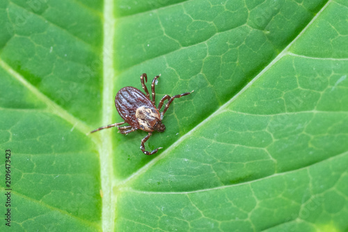 Extreme Close-up of American Dog Tick or Wood Tick (Dermacentor variabilis) on Leaf