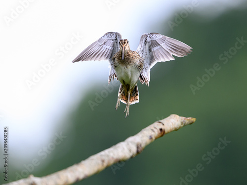 Common snipe (Gallinago gallinago)