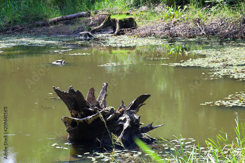 Εκτύπωση καμβά An old bizarre stump sticks out of the muddy water of a forest pond surrounded by green aquatic vegetation