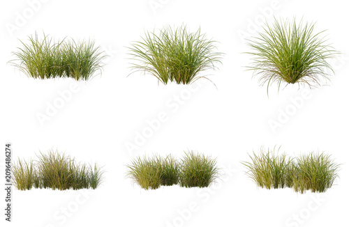 Foto Set of Carex obnupta tree elevation, front view, cutout, transparent background,