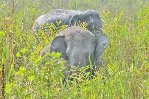 Fotografie The Asian elephant (Elephas maximus), also known as the Asiatic elephant in Kazi