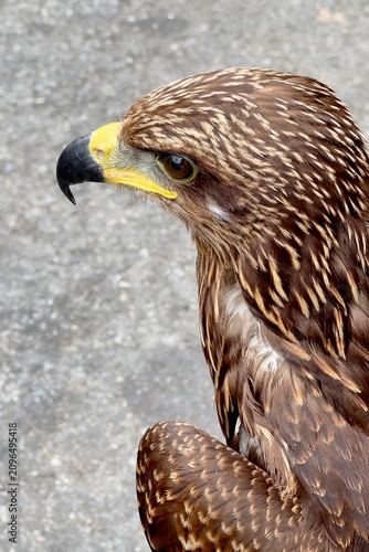 Close-up footage of a brown hawk with intense eyes, detailed feathers, and natural head movements. Perfect for wildlife documentaries and educational projects.