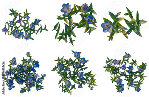 Schilderij op canvas Set of Gentiana scabra bunge tree plan, top view, cutout, transparent background