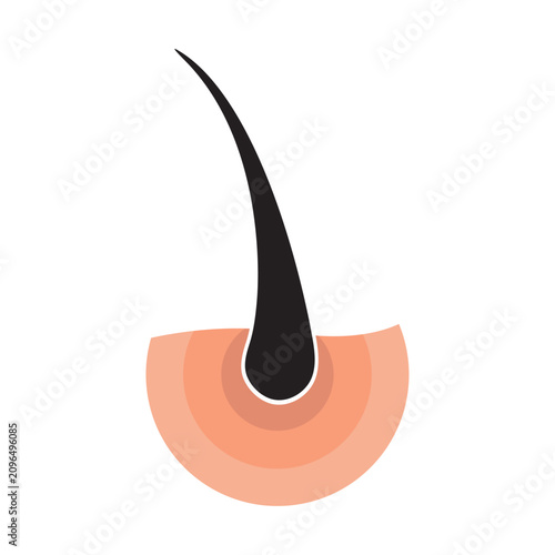 Hair Follicle Anatomy Cross-Section Vector Illustration, Human Skin Hair Root Structure Flat Design Icon