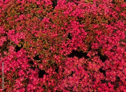 Sedum (Fetthenne), hohe Sorte mit roten/pinken Blüten