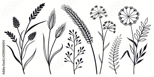 Quadro su tela Delicate wildflowers and stems line black and white