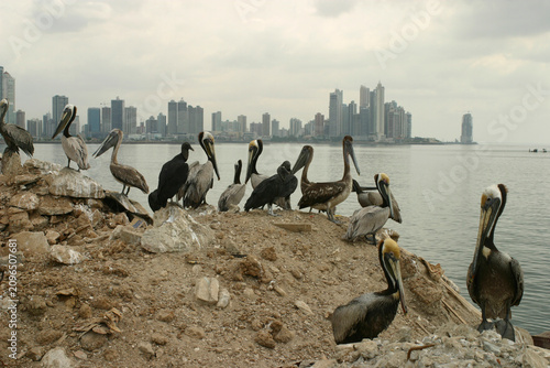 Billede på lærred Pelicans and vultures roost on a pile of debris before the Panama City skyline