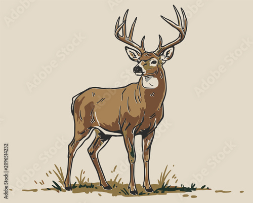 Tableau sur toile Majestic whitetail deer buck with large antlers standing in the grass field wild