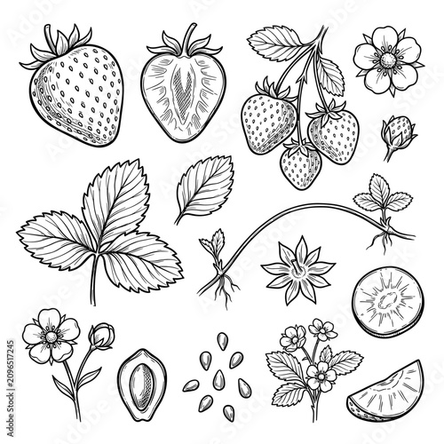 Strawberry botanical line art illustration set, monochrome summer fruit sketch on white background