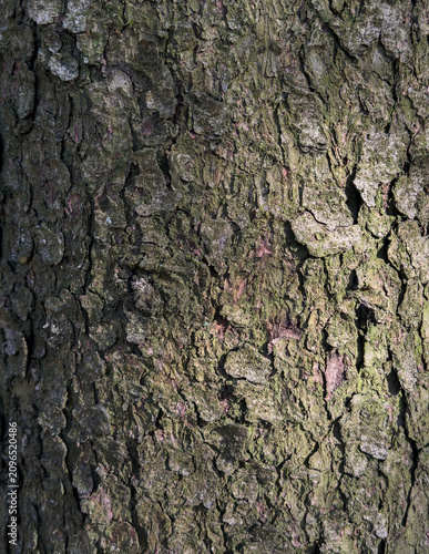 tree bark texture