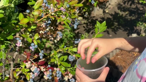 Harvesting Fresh Blueberries From Bush And Berry Close Up Review