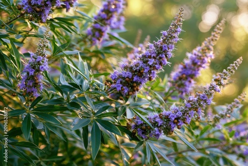Garden portrait of a chaste tree with flowering spikes and fruit at golden hour