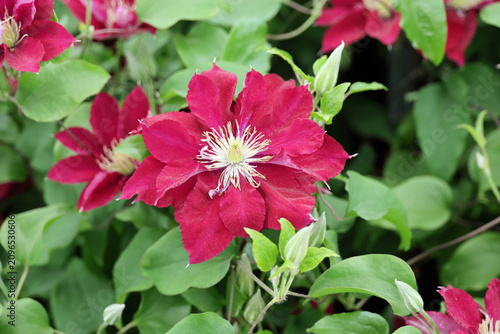 Clematis Elpis ('Evigsy154'). Close up single large ruby red clematis flower in the summer. 