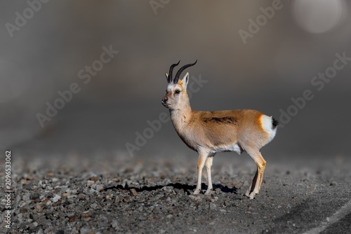 Canvas Print The goa, also known as the Tibetan gazelle, is a species of antelope that inhabits the Tibetan Plateau