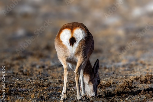 Obraz na plátně The goa, also known as the Tibetan gazelle, is a species of antelope that inhabits the Tibetan Plateau