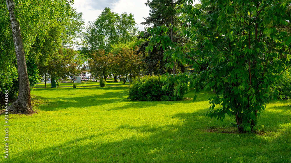 Obraz premium Bright green grass covers the park ground. Tall trees with lush leaves fill the scene. Sunlight filters through the canopy. Thick bush stands near the center