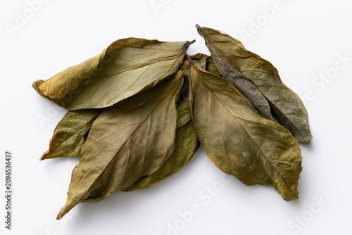 Green desiccated soursop leaves arranged on a plain white background