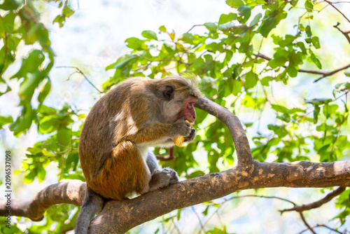 Canvas Print A macaque monkey sits on a tree in the jungle