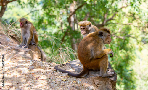 Canvas Print A macaque monkey sits on a tree in the jungle