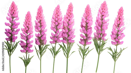 common sainfoin flowers on stem, pale violet petals, summer wildflowers on transparent white background