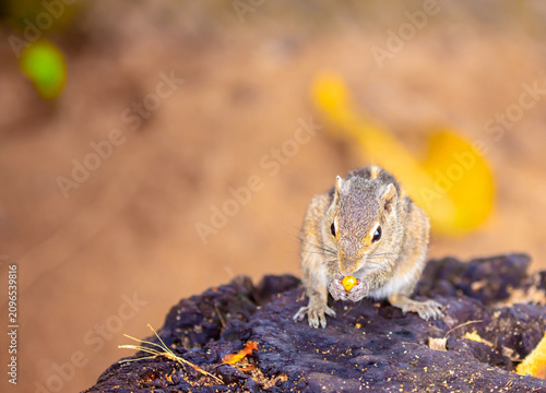 Canvas Print Chipmunk against the backdrop of tropical nature